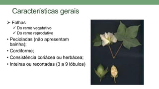 Características gerais
 Folhas
 Do ramo vegetativo
 Do ramo reprodutivo
• Pecioladas (não apresentam
bainha);
• Cordiforme;
• Consistência coriácea ou herbácea;
• Inteiras ou recortadas (3 a 9 lóbulos)
 