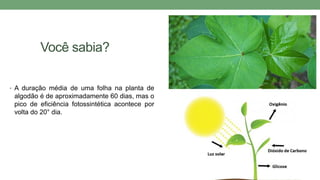 Você sabia?
• A duração média de uma folha na planta de
algodão é de aproximadamente 60 dias, mas o
pico de eficiência fotossintética acontece por
volta do 20° dia.
 