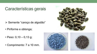 Características gerais
 Semente “caroço de algodão”
• Piriforme e oblonga;
• Peso: 0,10 – 0,13 g;
• Comprimento: 7 a 10 mm.
 
