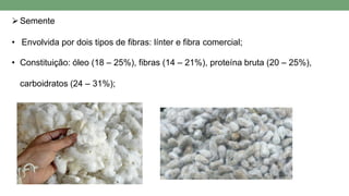 Semente
• Envolvida por dois tipos de fibras: línter e fibra comercial;
• Constituição: óleo (18 – 25%), fibras (14 – 21%), proteína bruta (20 – 25%),
carboidratos (24 – 31%);
 
