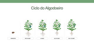 Ciclo do Algodoeiro
 