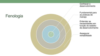 Fenologia
Conhecer o
desenvolvimento
Fundamental para
as praticas de
manejo
Entender as
necessidades em
função do estádio
de desenvolvimento
Assegurar
rentabilidade
 