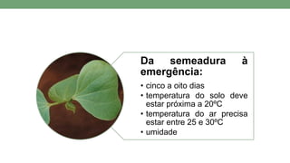 Da semeadura à
emergência:
• cinco a oito dias
• temperatura do solo deve
estar próxima a 20ºC
• temperatura do ar precisa
estar entre 25 e 30ºC
• umidade
 
