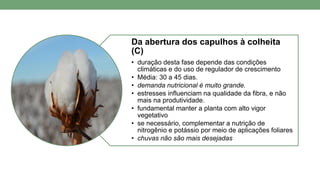 Da abertura dos capulhos à colheita
(C)
• duração desta fase depende das condições
climáticas e do uso de regulador de crescimento
• Média: 30 a 45 dias.
• demanda nutricional é muito grande.
• estresses influenciam na qualidade da fibra, e não
mais na produtividade.
• fundamental manter a planta com alto vigor
vegetativo
• se necessário, complementar a nutrição de
nitrogênio e potássio por meio de aplicações foliares
• chuvas não são mais desejadas
 