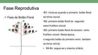Fase Reprodutiva
 Fase de Botão Floral
•B1: inicia-se quando o primeiro botão floral
se torna visível;
•B2: primeiro botão floral do segundo
ramo frutífero visível;
•B3: primeiro botão floral do terceiro ramo
frutífero visível. Nesta época,
o segundo botão do primeiro ramo também
se torna visível;
• B4-Bn: segue-se o mesmo critério.
 