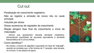 Cut out
• Paralisação do crescimento vegetativo;
• Não se registra a emissão de novos nós no caule
principal;
• Induzida por stress
• Doses excessivas de regulador de crescimento
• Maçãs atingem fase final de crescimento e início de
maturação:
• drenos que apresentam elevada atividade metabólica,
demandando quantidade de açucares equivalente à atividade
fotossintética de 5 (cinco) folhas.
• Como identificar?
• No campo, a lavora de algodão é apontada em fase de “cut out”,
quando se constata que, a flor branca de 1a posição, esta situada,
no mínimo, 5 nós abaixo do ápice.
 