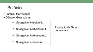 Botânica
• Família: Malvaceae;
• Gênero: Gossypium;
 Gossypium hirsutum L.
 Gossypium barbadense L.
 Gossypium herbaceum L.
 Gossypium arboreum L.
Produção de fibras
comerciais
 