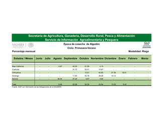 Modalidad: Riego
Estados / Meses Junio Julio Agosto Septiembre Octubre Noviembre Diciembre Enero Febrero Marzo
Baja California - - 4.97 40.30 51.59 3.15 - - - -
Coahuila - - - 31.72 52.41 15.87 - - - -
Chihuahua - - - - 12.51 40.60 27.38 19.51 - -
Durango - - - 11.83 42.76 35.28 10.13 - - -
Sonora - - 38.44 47.25 9.67 4.64 - - - -
Total - - 6.98 20.26 26.25 23.54 13.53 9.43 - -
Fuente: SIAP con información de las Delegaciones de la SAGARPA.
Porcentaje mensual
Secretaría de Agricultura, Ganadería, Desarrollo Rural, Pesca y Alimentación
Servicio de Información Agroalimentaria y Pesquera
Época de cosecha de Algodón
Ciclo: Primavera-Verano
 