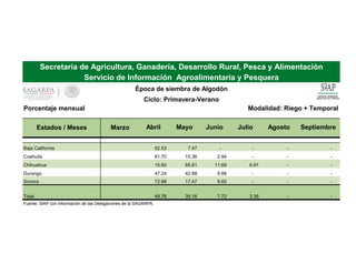 Modalidad: Riego + Temporal
Estados / Meses Marzo Abril Mayo Junio Julio Agosto Septiembre
Baja California 92.53 7.47 - - - -
Coahuila 81.70 15.36 2.94 - - -
Chihuahua 15.60 65.81 11.69 6.91 - -
Durango 47.24 42.88 9.88 - - -
Sonora 72.88 17.47 9.65 - - -
Total 49.76 39.16 7.72 3.36 - -
Fuente: SIAP con información de las Delegaciones de la SAGARPA.
Porcentaje mensual
Secretaría de Agricultura, Ganadería, Desarrollo Rural, Pesca y Alimentación
Servicio de Información Agroalimentaria y Pesquera
Época de siembra de Algodón
Ciclo: Primavera-Verano
 
