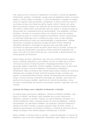 Uma praga que tem crescido em importância no Cerrado é o bicudo do algodoeiro 
(Anthonomus grandis). Considerado a praga-chave do algodoeiro mesmo em outras 
regiões, o inseto chegou a inviabilizar o cultivo do algodoeiro o algodão em alguns 
locais. Em algumas áreas do Cerrado, normalmente o inseto concentra o início do 
seu ataque na época de colheita do plantio regular (safra). Todavia, em outras 
áreas sua presença começa a ser verificada nas lavouras por ocasião da emissão 
dos primeiro botões florais, local preferido para seu ataque. A entrada da praga na 
lavoura pode ser constatada através do monitoramento com armadilhas contendo 
feromônio, devendo-se concentrar esforços de controle ao sinal das primeiras 
infestações da praga. O cont role terapêutico normalmente envolve a pulverização 
de inseticidas registrados para o combate da praga, sendo os mais utilizados 
àqueles pertencentes à classe dos organofosforados e organoclorados. Medidas 
preventivas à evolução do potencial causador de danos incluem adoção de 
calendários de plantio e destruição de soqueiras para uma dada região. O 
incremento do potencial causador de danos desse inseto no Cerrado ao longo dos 
anos, pode ser estreitamente associado ao intenso sistema de exploração das 
áreas, com cultivo de várias safras por ano, o que permite o desenvolvimento de 
várias gerações do inseto/ano. 
Outras pragas de menor importância, pois tem sua ocorrência restrita a alguns 
locais e condições específicas, e que também ocorrem na região são os ác aros 
(Tetranychus urticae, Tetranychus ludeni e Polyphagotarsonemus latus), os 
percevejos rajado e manchador (Horcias nobilellus, Dysdercus spp), os percevejos 
migrantes da soja e a broca do algodoeiro (Eutinobothrus brasiliensis). 
Normalmente dada a ocorrência mais restrita destes insetos medidas de controle já 
adotadas para as pragas de maior potencial causador de dano, terminam por 
suprimir as infestações destes insetos. Quando as infestações são suficientes para 
atingir o nível de controle (comumente alcançado, por exemplo, para ácaros em 
plantios fora de época) medidas específicas de controle são adotadas e estas 
envolvem a pulverização das lavouras com produtos químicos registrados para seu 
controle. 
Controle de Pragas para o Algodão do Nordeste e Colorido 
Os insetos-praga que atacam o algodoeiro cultivado no Nordeste brasileiro, seja 
branco ou colorido, não diferem muito daqueles que ocorrem infestando o 
algodoeiro cultivado no Cerrado. Todavia, no caso do Nordeste (excluindo-se o 
Cerrado Nordestino) dada a condição peculiar do cultivo do algodoeiro, realizado 
principalmente por agricultores familiares que produzem cultivares herbáceos e 
arbóreos (em menor escala), e possuem pequena renda de forma a limitar a 
adoção de pulverizações com produtos sintéticos, a situação do ponto de vista do 
manejo de pragas é bem distinta daquela verificada para o Cerrado. 
Nesta condição, o principal inseto a restringir o cultivo do algodoeiro é o bicudo do 
algodoeiro, que se encontra amplamente disseminado pelas regiões de cultivo. Em 
 