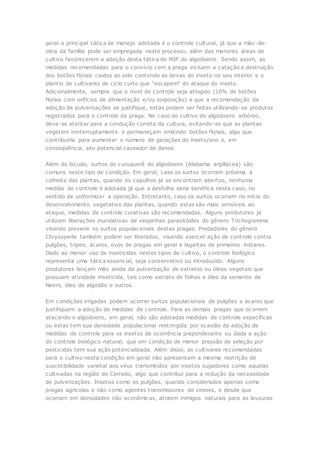 geral a principal tática de manejo adotada é o controle cultural, já que a mão-de-obra 
da família pode ser empregada neste processo, além das menores áreas de 
cultivo favorecerem a adoção desta tática do MIP do algodoeiro. Sendo assim, as 
medidas recomendadas para o convívio com a praga incluem a catação e destruição 
dos botões florais caídos ao solo contendo as larvas do inseto no seu interior e o 
plantio de c ultivares de c ic lo c urto que “esc apem” do ataque do inseto. 
Adicionalmente, sempre que o nível de controle seja atingido (10% de botões 
florais com orifícios de alimentação e/ou oviposição) e que a recomendação da 
adoção de pulverizações se justifique, estas podem ser feitas utilizando-se produtos 
registrados para o controle da praga. No caso do cultivo do algodoeiro arbóreo, 
deve-se atentar para a condução correta da cultura, evitando-se que as plantas 
vegetem ininterruptamente e permaneçam emitindo botões florais, algo que 
contribuiria para aumentar o número de gerações do inseto/ano e, em 
conseqüência, seu potencial causador de danos. 
Além do bicudo, surtos do curuquerê do algodoeiro (Alabama argillacea) são 
comuns neste tipo de condição. Em geral, caso os surtos ocorram próxima à 
colheita das plantas, quando os capulhos já se encontram abertos, nenhuma 
medida de controle é adotada já que a desfolha seria benéfica neste caso, no 
sentido de uniformizar a operação. Entretanto, caso os surtos ocorram no início do 
desenvolvimento vegetativo das plantas, quando estas são mais sensíveis ao 
ataque, medidas de controle curativas são recomendadas. Alguns produtores já 
utilizam liberações inundativas de vespinhas parasitóides do gênero Trichogramma 
visando prevenir os surtos populacionais destas pragas. Predadores do gênero 
Chrysoperla também podem ser liberados, visando exercer ação de controle contra 
pulgões, tripes, ácaros, ovos de pragas em geral e lagartas de primeiros ínstares. 
Dado ao menor uso de inseticidas nestes tipos de cultivo, o controle biológico 
representa uma tática essencial, seja conservativo ou introduzido. Alguns 
produtores lançam mão ainda da pulverização de extratos ou óleos vegetais que 
possuam atividade inseticida, tais como extrato de folhas e óleo da semente de 
Neem, óleo de algodão e outros. 
Em condições irrigadas podem ocorrer surtos populacionais de pulgões e ácaros que 
justifiquem a adoção de medidas de controle. Para as demais pragas que ocorrem 
atacando o algodoeiro, em geral, não são adotadas medidas de controle específicas 
ou estas tem sua densidade populacional restringida por ocasião da adoção de 
medidas de controle para os insetos de ocorrência preponderante ou dada a ação 
do controle biológico natural, que em condição de menor pressão de seleção por 
pesticidas tem sua ação potencializada. Além disso, as cultivares recomendadas 
para o cultivo nesta condição em geral não apresentam a mesma restrição de 
suscetibilidade varietal aos vírus transmitidos por insetos sugadores como aquelas 
cultivadas na região do Cerrado, algo que contribui para a redução da necessidade 
de pulverizações. Insetos como os pulgões, quando considerados apenas como 
pragas agrícolas e não como agentes transmissores de viroses, e desde que 
ocorram em densidades não econômicas, atraem inimigos naturais para as lavouras 
 