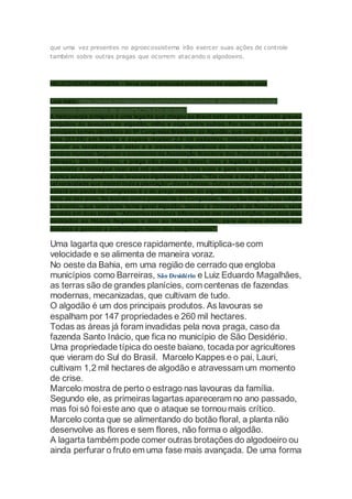 que uma vez presentes no agroecossistema irão exercer suas ações de controle 
também sobre outras pragas que ocorrem atacando o algodoeiro. 
HELICOVERPA ARMIGERA - Nova praga preocupa produtores de algodão do país 
Leia mais: http://www.cerradoeditora.com/news/helicoverpa-armigera-nova-praga-preocupa- 
produtores-de-algod%C3%A3o-do-pais/ 
A Helicoverpa armigera é uma lagarta que chegou ao Brasil este ano e tem causado graves 
prejuízos às lavouras de algodão, milho e soja, entre outras. Por isso, ela será um dos 
principais temas científicos do 9º Congresso Brasileiro do Algodão, que começou nesta terça-feira 
(03.09) em Brasília e espera receber 2,5 mil visitantes, inclusive do exterior, para 
discutir as tendências do setor e a crescente importância da cotonicultura brasileira no 
cenário mundial. Segundo o presidente da Associação Brasileira dos Produtores de Algodão 
(Abrapa), Gilson Pinesso, a praga não existia no Brasil, mas a lagarta se transforma em 
borboleta e consegue voar até mil quilômetros, bota ovos e gera novas lagartas, o que 
explica seu surgimento nas lavouras algodoeiras do país. “Ela come a maçã do algodão com 
tal voracidade que destrói toda a plantação”, disse Pinesso. Outro assunto que, segundo ele, 
estará em pauta no Congresso é o do preço mínimo do algodão, que não é reajustado há 
mais de dez anos. De acordo com o presidente do Congresso, Milton Garbugio, essa edição 
do evento, que tem como tema geral Algodão, Gestão e Otimização de Resultados, será 
dividida em duas etapas. “Adotamos estrutura diferenciada das outras edições, com dois dias 
dedicados ao Módulo Negócios e dois ao Módulo Científico, para dar mais dinâmica aos 
debates e garantir a participação maior dos congressistas”. 
Uma lagarta que cresce rapidamente, multiplica-se com 
velocidade e se alimenta de maneira voraz. 
No oeste da Bahia, em uma região de cerrado que engloba 
municípios como Barreiras, São Desidério e Luiz Eduardo Magalhães, 
as terras são de grandes planícies, com centenas de fazendas 
modernas, mecanizadas, que cultivam de tudo. 
O algodão é um dos principais produtos. As lavouras se 
espalham por 147 propriedades e 260 mil hectares. 
Todas as áreas já foram invadidas pela nova praga, caso da 
fazenda Santo Inácio, que fica no município de São Desidério. 
Uma propriedade típica do oeste baiano, tocada por agricultores 
que vieram do Sul do Brasil. Marcelo Kappes e o pai, Lauri, 
cultivam 1,2 mil hectares de algodão e atravessam um momento 
de crise. 
Marcelo mostra de perto o estrago nas lavouras da família. 
Segundo ele, as primeiras lagartas apareceram no ano passado, 
mas foi só foi este ano que o ataque se tornou mais crítico. 
Marcelo conta que se alimentando do botão floral, a planta não 
desenvolve as flores e sem flores, não forma o algodão. 
A lagarta também pode comer outras brotações do algodoeiro ou 
ainda perfurar o fruto em uma fase mais avançada. De uma forma 
 