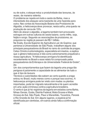 ou de outra, o ataque reduz a produtividade das lavouras, às 
vezes, de maneira violenta. 
O problema se repete em todo o oeste da Bahia, mas a 
intensidade dos ataques varia bastante de uma fazenda para 
outra. Nas contas da Associação Baiana dos Produtores de 
Algodão, a helicoverpa deve provocar, nesta safra, uma queda na 
produção de cerca de 15%. 
Além de atacar o algodão, a lagarta também tem provocado 
estragos em outras culturas do oeste baiano, como milho, soja, 
feijão e sorgo. Segundo as associações de produtores, os 
prejuízos na região já passam de R$ 1 bilhão. 
Na Esalq, Escola Superior de Agricultura Luiz de Queiroz, que 
pertence a Universidade de São Paulo, trabalham alguns dos 
principais pesquisadores do Brasil no ramo do controle de pragas. 
Celso Omoto é entomologista, especialista em insetos, e explica 
que o gênero helicoverpa é tido como extremamente prejudicial a 
nossa agricultura. "A helicoverpa armígera foi identificada 
recentemente no Brasil e esse relato foi comprovado pelos 
pesquisadores da Embrapa e da Universidade Federal de Goiás", 
diz. 
Um dos comportamentos que fazem da lagarta uma praga tão 
perigosa é justamente a capacidade de se alimentar de tudo o 
que é tipo de lavoura. 
Técnicos e autoridades não sabem ao certo quando a praga 
entrou no Brasil, muito menos como e porque isso ocorreu. A 
helicoverpa armígera pode ter vindo com mudas ou plantas 
importadas, pode ter migrado naturalmente e há quem acredite 
em uma ação criminosa contra a agricultura brasileira. 
O certo é que já há registros da lagarta em estados como Bahia, 
Minas Gerais, Goiás, Distrito Federal, Mato Grosso e Mato 
Grosso do Sul, São Paulo, Piauí e Maranhão, Tocantins, Paraná 
e Rio Grande do Sul. Em alguns lugares, a espécie já foi 
identificada por cientistas, em outros ainda falta a confirmação 
oficial. 
