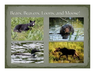 Algonquin with notes