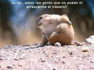 Jo tio…estoy tan gordo que no puedo ni arrascarme el trasero!! 