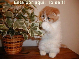 Esta por aqui, lo se!!!
 