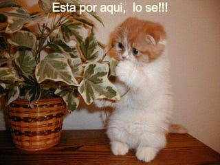 Esta por aqui,  lo se!!! 