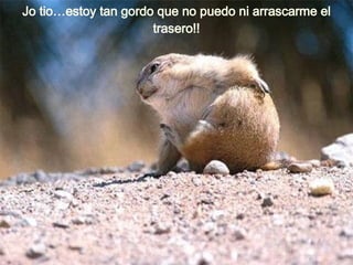 Jo tio…estoy tan gordo que no puedo ni arrascarme el trasero!! 