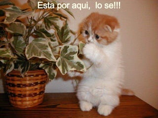 Esta por aqui,  lo se!!! 