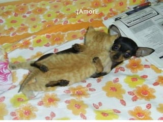¡Amor! 