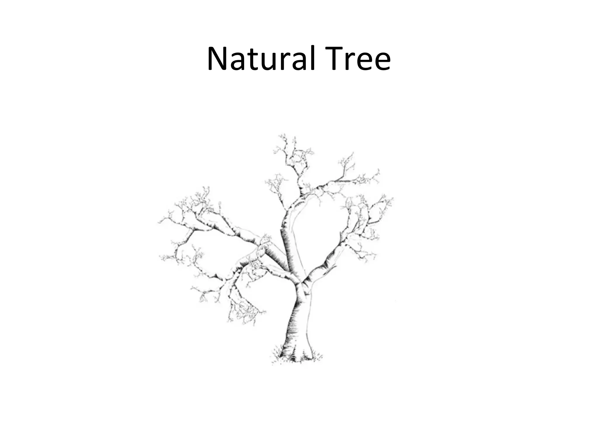 Natural Tree
 