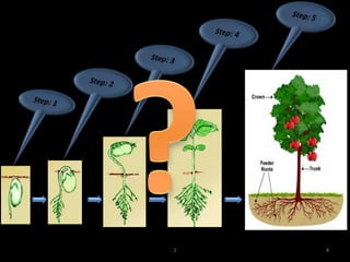 Algorithmic Botany Algorithm | PPTX
