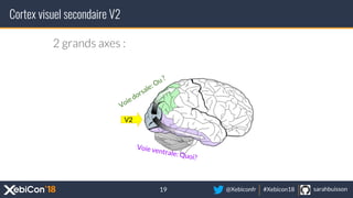 @Xebiconfr #Xebicon18 sarahbuisson
2 grands axes :
Cortex visuel secondaire V2
19
Voie dorsale: Ou ?
Voie ventrale: Quoi?
...