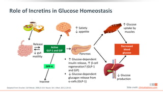 Role of Incretins in Glucose Homeostasis
Release
Active
GLP-1 and GIP
↑ Glucose
uptake by
muscles
Decreased
blood
glucose
↓ Glucose
production
 ↑ Glucose-dependent
insulin release, ↑ -cell
regeneration? (GLP-1
and GIP)
 ↓ Glucose-dependent
glucagon release from
-cells (GLP-1)
Inactive
↓ gut
motility
DPP-4
↑ Satiety
↓ appetite
Adapted from Drucker. Cell Metab. 2006;3:153. Nauck. Am J Med. 2011;124:S3. Slide credit: clinicaloptions.com
Pancreas
 