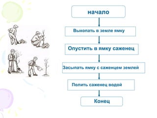начало Выкопать в земле ямку Опустить в ямку саженец Засыпать ямку с саженцем землей Конец Полить саженец водой 
