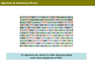 Algoritme de Needleman-Wunsh
Un algoritme per obtenir la millor alineació global
entre dues seqüències d’ADN
 
