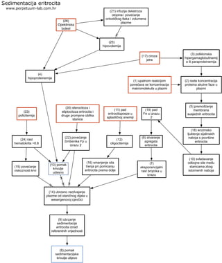 (26)
Opeklinska
bolest
(23)
policitemija
(20) sferocitoza i
eliptocitoza eritrocita i
druge promjene oblika
stanice
(11) pad
eritrocitopoeze u
aplastičnoj anemiji
(17) ciroza
jetre
(1) upalnom reakcijom
povećava se koncentracija
makromolekula u plazmi
(19) pad
Fe u izrazu
2
(18) enzimsko
ljuštenje sijalinskih
naboja s površine
eritrocita
(2) raste koncentracija
proteina akutne faze u
plazmi
(3) poliklonska
hipergamaglobulinemij
a ili paraproteinemija
(15) povećanje
viskoznosti krvi
(16) smanjenje sila
trenja pri pomicanju
eritrocita prema dolje
(12)
oligocitemija
(22) povećanje
čimbenika Fp u
izrazu 2
(14) ubrzano razdvajanje
plazme od staničnog dijela u
wesergenovoj cjevčici
(8) pomak
sedimentacijske
krivulje ulijevo
(9) ubrzanje
sedimentacije
eritrocita iznad
referentnih vrijednosti
(7)
eksponencijalni
rast brojnika u
izrazu
(6) stvaranje
agregata
eritrocita
(10) svladavanje
odbojne sile među
stanicama zbog
istoimenih naboja
(5) premošćenje
membrana
susjednih eritrocita
(21) infuzija dekstroza
otopina i povećanje
onkotičkog tlaka i volumena
plazme
(25)
hipovolemija
(24) rast
hematokrita >0.6
(13) pomak
krivulje
udesno
(4)
hipoproteinemije
Sedimentacija eritrocita
www.perpetuum-lab.com.hr
 
