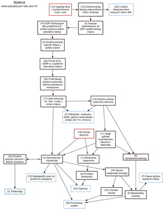 (13) Ingestija klica
u kontaminiranoj
hrani i vodi
Kolera
www.perpetuum-lab.com.hr (20) U stolici
dokazane klice
kulturom nakon 48h
(12) Kontaminacija
tankog crijeva klicom
Vibrio cholerae
(4) Vezanje
koleratoksina na
GM1 epitela tankog
crijeva
(14) ADP-ribolizacijom
alfa podjedinica G-
protein poprima stalno
pobuđeno stanje
(5) Snažna pobuda
adenilil ciklaze u
epitelu crijeva
(25) Porast konc.
cAMP-a u epitelnim
stanicama crijeva
(24) Fosforilacija
proteina enterocita
aktivira sekretorne
mehanizme
(17) Jaka sekrecija
Cl-, Na+ i vode u
lumen crijeva
(21) Bezbolan, vodenast i
obilan, gotovo nezaustavljiv
proljev (do 15 L dnevno)
(10) Snažno lučenje
izotonične tekućine
(8)
Hipobikarbonatemija
(9) Metabolička
acidoza
(7) Pojava grčeva
skeletnih mišića
(26) Poremećaji
svijesti
(3) Hipovolemija i
hipotenzija
(16) Akutno
zatajivanje bubrega
(15) Uremija i
anurija
(23) Cijanoza
(6) Povišeni
hematokrit
(22) Snažna
pobuda volumnih i
tlačnih receptora
(2) Tahikardija
(19) Nepalpabilni puls na
perifernim arterijama
(11) Nagli
gubitak
izvanstanične
tekućine i
elektrolita
(1) Dehidracija
organizma
(18) Infuzija
tekućine
 