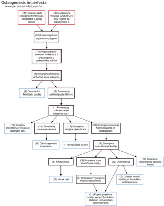 (11) Fiziološki aleli
kolagenskih molekula
naslijeđeni u jajnoj
stanici
Osteogenesis imperfecta
www.perpetuum-lab.com.hr
(22) Heterozigotnost
organizma za gene
(6) Dominantni
fenotipski izražaj
(12) Naslijeđena
mutacija Gly526/Cys
pro21 gena za
kolagen tipa 1
(7) Sinteza zdravih i
bolesnih molekula 21
prokolagena u
podjednakoj količini
(8) Smanjeno stvaranje
pobočnih veza kolagena
(16) Poremećaj
polimerizacije Gly-x-y
(1) Poremećaj
polimerizacije
kolagena tipa 1
(10) Smetnje
provođenja zvukova u
srednjem uhu
(14) Poremećaj
stvaranje dentina
(19) Dentinogenesis
imperfecta
(13) Smanjena
debljina bjeloočnice
(17) Plavičaste sklere
(23) Smanjeno stvaranje
hidroksiapatita pri
osteogenezi
(18) Smanjena
mineralizacija kostiju
(5) Kifoskolioza
(15) Nizak rast
(3) Smanjena zona
elastičnosti kostiju
(20) Osteopenija
(4) Smanjenje Youngova
modela elastičnosti
(21) Pojava prijeloma
kostiju već pri fiziološkim
statičkim i dinamičkim
opterećenjima
(2) Učestali lomovi
kostiju pri fiziološkim
opterećenjima
(9) Smanjena
radiologijska gustoća
kostiju
 