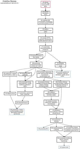 (9) delecije
CTT 507 i 508
kodona CFTR
gena
(8) izostanak 508.
aminokiseline, fenilalanina,
u primarnoj strukturi CPRT
(27) gubitak
508 kodona
(TTT)
Cistična fibroza
www.perpetuum-lab.com.hr
(3) zastoj u
postranslacijskoj obradi
CFRT
(15) manjak CFTR u
staničnim membranama
epitela žljezdanih stanica
(11) poremećaj
transmembranskog
protoka Cl-
(5) poremećaj funkcije
Na+ kanala
(7) smanjena
reapsorpcija Cl- iz
znoja
(29) poremećaj
transmembranskog
protoka soli i vode
(20) zastoj žuči i manjak
žučnih kiselina u crijevu
(14) bilijarna ciroza
(22) povećan gubitak soli
znojenjem i sklonost
dehidraciji i gubitku soli pri
vrućini
(6) propadanje tkiva
gušterače
(25) poremećaji lučenja
soka gušterače i manjak
izlučevina gušterače u
crijevu
(1) poremećaj u apsorpciji
lipida i steatoreja
(23) hipovitaminoza K
(24) poremećaj u sintezi i
posttranslacijskoj preradi
plazmatskih čimbenika
zgrušavanja
(2) povećana reapsorpcija
vode i gusti bronhalni sekret
s povećanom
koncentracijom soli
(4) smanjena funkcija
trepetljiki bronhalnog epitela
i otežano čišćenje
bronhalnog stabla
(28) olakšano
naseljavanje bakterija u
bronhalno stablo
(10) učestali bronhitisi i
upale pluća, atelektaze i
bronhiektazije
(13) alveolarna
hipoventilacija i otežana
difuzija plinova
(19) hipoksemija i
hipoksija
(18) povećanje MV
(12) vezokonstrikcija
u plućima
(16) povećanje krvožilnog
otpora u plućima,
hipertenzija
(21) plućno srce
(17) povećano lučenje
eritropoetina, eritrocitoza te
povećanje viskoznosti krvi
(26) Otežano čišćenje
bronhalnog stabla i olakšano
naseljavanje bakterija na
bronhalnoj sluznici
 