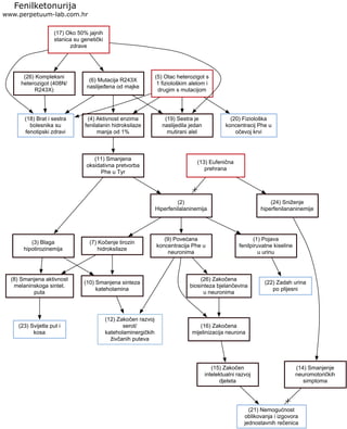 (17) Oko 50% jajnih
stanica su genetički
zdrave
Fenilketonurija
www.perpetuum-lab.com.hr
(20) Fiziološka
koncentracij Phe u
očevoj krvi
(19) Sestra je
naslijedila jedan
mutirani alel
(5) Otac heterozigot s
1 fiziološkim alelom i
drugim s mutacijom
(6) Mutacija R243X
naslijeđena od majke
(26) Kompleksni
heterozigot (408N/
R243X)
(18) Brat i sestra
bolesnika su
fenotipski zdravi
(4) Aktivnost enzima
fenilalanin hidroksilaze
manja od 1%
(11) Smanjena
oksidativna pretvorba
Phe u Tyr
(2)
Hiperfenilalaninemija
(9) Povećana
koncentracija Phe u
neuronima
(7) Kočenje tirozin
hidroksilaze
(8) Smanjena aktivnost
melaninskoga sintet.
puta
(23) Svijetla put i
kosa
(3) Blaga
hipotirozinemija
(10) Smanjena sinteza
kateholamina
(12) Zakočen razvoj
serot/
kateholaminergičkih
živčanih puteva
(1) Pojava
fenilpiruvatne kiseline
u urinu
(22) Zadah urina
po plijesni
(16) Zakočena
mijelinizacija neurona
(26) Zakočena
biosinteza bjelančevina
u neuronima
(15) Zakočen
intelektualni razvoj
djeteta
(21) Nemogućnost
oblikovanja i izgovora
jednostavnih rečenica
(13) Eufenična
prehrana
(14) Smanjenje
neuromotoričkih
simptoma
(24) Sniženje
hiperfenilananinemije
 