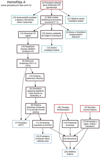 (19) Anamnestički podatak
o djedovu iskrvarenju
nakon ranjavanja
Hemofilija A
www.perpetuum-lab.com.hr
(7) Mati nosilac
defektnog kromosoma
proizvodi X* i X
(20) Oteklina
koljena
(12) Stvaranje XY
zigote
(3) Parcijalna delecija
gena čimbenika VIII
zgrušavanja
(18) Hepatociti
stvaraju defektni
čimbenik VIII
(5) Sportska
trauma koljena
(17) Krvarenje u
zglob, mišiće i
hematomi
(22) Terapija
imobilizacijom
(14) Prestanak
krvarenja
(4) Hemartros
(6) Aktivnost
čimbenika VIII 0.12
(12%)
(1) Produljeni
APTV
(10) Snižena
aktivnost VIIIa/IXa
(9) Smanjeno
cijepanje peptidnih
veza Arg-Ile na
čimbeniku X
(8) Snižena
aktivacija čimbenika
X na površini kvrnih
pločica
(16) Produljeno
krvarenje nakon
vađenja zuba
(21) Majčina sestra
nositeljica bolesti
(15) Sestra naslijedila
od majke X kromosom
(13) Sestra
nositeljica bolesti
(2) Braća s fiziološkim
koagulacijskim
statusom
(11) Smanjenje
supstrata za trombin
 
