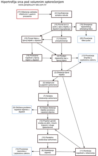 (17) Oštećenje zalistaka
infektivnim i upalnim
procesima
Hipertrofija srca pod volumnim opterećenjem
www.perpetuum-lab.com.hr
(20) Povećanje
tlaka pulsa
(4) Insuficijencija
aortalne valvule
(15) Povrat krvi iz
aorte u lijevu klijetku u
dijastoli (regurgitacija)
(1) Volumno
preopterećenje
(19) Smanjenje
dijastoličkog
arterijskog tlaka
(16) Porast tlaka u
lijevoj klijetki u dijastoli
(18) Povećana
napetost u lijevoj
klijetci u dijastoli
(3) Povišen
dijastolički tlak u
lijevoj klijetci
(2) Dilatacija lijeve
klijetke
(13) Povećanje
brojnika u
Laplaceovu zakonu
(5) Isklijenuće
susjednih sarkomera
(7) Serijsko
dodavanje sarkomera
(6) Daljnja dilatacija
klijetke povećava
napetost stijenke
(9) Održana povišena
napetost stijenke u
dijastoli
(12) Pojačan genski
izražaj za aktin, miozin,
troponin i druge
bjelančevine
(10) Paralelno
dodavanje sarkomera
(8) Zadebljanje
stijenke
(14) Povećanje
nazivnika u
Laplaceovu zakonu
(11) Korekcija
napetosti u izbacivanju
 