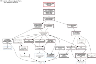 Otrovanje zelenom pupavkom
www.perpetuum-lab.com.hr
(10) Objedovanje hrane
od gljiva (zelena
pupavka)
(20) Termostabilni
peptidni toksini amanitini
i faloidini ulaze u
probavni sustav
(11) Apsorpcija toksina u
probavnom traktu
(2) Enterohepatičko
kruženje toksičnih
peptida pojačava
hepatotoksičnos
(9) Kočenje RNA-
polimeraze II
(12) Depolarizacija
aktina
(25) Disfunkcija i
nekroza epitelnih
stanica sluznice
(26) Proljevi i GI
simptomi
(13) Hipovolemija i
tahikardija
(27) Gubitak
proteina plazme
u crijevu
(22)
Hipoproteinemija
(21) Hipoalbuminemija i
sniženje onkotskog
tlaka
(15) Akutna žuta
nekroza jetre
(17) Kvantitativno
sniženje ornitinsko-
citrulinskog ciklusa
(5)
Hiperamoniakemija
(16) Snižena
koncentracija
karbamida u krvi
(8) Poremećaji
svijesti
(7)
Hiperbilirubinemija
(14) Hipoglikemijske
epizode
(24) Pojavljivanje
unutarstaničnih
enzima u plazmi
(6) Smanjena
biotransformacija
nepolarnih molekula
u jetri
(1)
Hipoprotrombinemija
(23) Produljeno
aktivirano parcijalno
tromboplastinsko
vrijeme
(3) Smanjena
sinteza faktora
(4)
Hipofibrinogenemija
(19) Koagulopatija
(28) Krvarenje u GI
trakt
(18) Hematohezija,
melene i
hematemeza
 