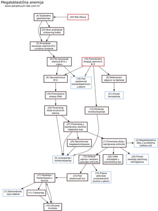 Megaloblastična anemija
www.perpetuum-lab.com.hr
(19) Pad
zasićenosti
transkobalaminom
u plazmi
(22) Rak želuca
(4) Subtotalna
gastrektomija
(23) Brzo pražnjenje
probavnog trakta
(3) Smanjenje
resorpcije vitamina B12
- unutarnji čimbenik
(9) Pad apsorpcije
vitamina B12 u
crijevu
(18) Parenteralna
terapija vitaminom
B12
(6) Hipovitaminoza
B12
(16) Poremećena
sinteza DNA
(25) Poremećaj
diobe krvotvornih
stanica
(27) Poremećaj u
sazrijevanju stanične
mijeloidne loze
(5) Leukopenija i
trombocitopenija
(20) Neučinkovita
megakariocitopoeza
(1) Poremećaj diobe i
sazrijevanja eritrocita
(12) Krhkost
stanica i skraćeni
poluvijek eritrocita
(15) Pad
oksifornosti krvi
(14) Pojava
aktivnosti
unutarstaničnih
enzima u plazmi
(17) Hipoksija i
hipoenergoza u
tkivima
(7) Zaboravljivost,
opća slabost
(11) Tahikardija
(10) Ubrzanje
krvotoka
(26) Veliki
eritroblasti u
premitotičkoj fazi
(24) Porast
srednjeg staničnog
hemoglobina
(2) Megaloblastična
slika u punktatima
koštane srži
(8) Retikulocitni
odgovor na liječenje
(21) Porast
hematokrita
(13) Korekcija
trombocitopenije
 