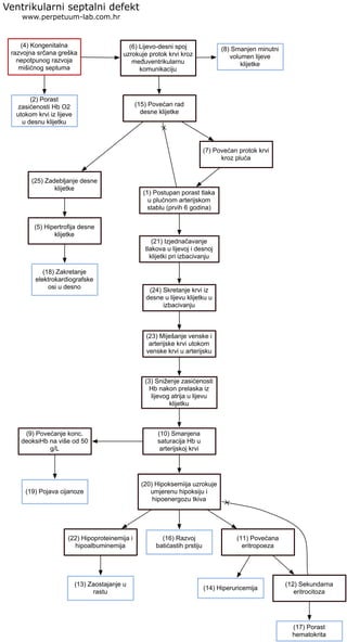 (4) Kongenitalna
razvojna srčana greška
nepotpunog razvoja
mišićnog septuma
Ventrikularni septalni defekt
www.perpetuum-lab.com.hr
(2) Porast
zasićenosti Hb O2
utokom krvi iz lijeve
u desnu klijetku
(6) Lijevo-desni spoj
uzrokuje protok krvi kroz
međuventrikularnu
komunikaciju
(15) Povećan rad
desne klijetke
(8) Smanjen minutni
volumen lijeve
klijetke
(25) Zadebljanje desne
klijetke
(7) Povećan protok krvi
kroz pluća
(5) Hipertrofija desne
klijetke
(18) Zakretanje
elektrokardiografske
osi u desno
(1) Postupan porast tlaka
u plućnom arterijskom
stablu (prvih 6 godina)
(21) Izjednačavanje
tlakova u lijevoj i desnoj
klijetki pri izbacivanju
(24) Skretanje krvi iz
desne u lijevu klijetku u
izbacivanju
(23) Miješanje venske i
arterijske krvi utokom
venske krvi u arterijsku
(3) Sniženje zasićenosti
Hb nakon prelaska iz
lijevog atrija u lijevu
klijetku
(10) Smanjena
saturacija Hb u
arterijskoj krvi
(9) Povećanje konc.
deoksiHb na više od 50
g/L
(19) Pojava cijanoze
(20) Hipoksemiija uzrokuje
umjerenu hipoksiju i
hipoenergozu tkiva
(22) Hipoproteinemija i
hipoalbuminemija
(13) Zaostajanje u
rastu
(16) Razvoj
batićastih prstiju
(11) Povećana
eritropoeza
(14) Hiperuricemija
(12) Sekundarna
eritrocitoza
(17) Porast
hematokrita
 