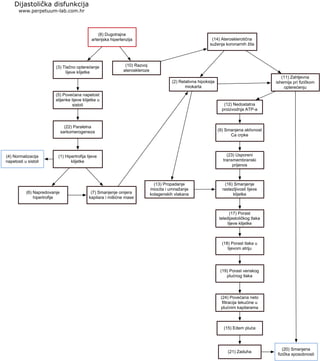 (8) Dugotrajna
arterijska hipertenzija
Dijastolička disfunkcija
www.perpetuum-lab.com.hr
(4) Normalizacija
napetosti u sistoli
(3) Tlačno opterećenje
lijeve klijetke
(5) Povećana napetost
stijenke lijeve klijetke u
sistoli
(22) Paralelna
sarkomerogeneza
(1) Hipertrofija lijeve
klijetke
(6) Napredovanje
hipertrofije
(7) Smanjenje omjera
kapilara i mišićne mase
(10) Razvoj
ateroskleroze
(14) Aterosklerotična
suženja koronarnih žila
(2) Relativna hipoksija
miokarta
(13) Propadanje
miocita i umnažanje
kolagenskih vlakana
(11) Zahtjevna
ishemija pri fizičkom
opterećenju
(12) Nedostatna
proizvodnja ATP-a
(9) Smanjena aktivnost
Ca crpke
(23) Usporeni
transmembranski
prijenos
(16) Smanjenje
rastezljivosti lijeve
klijetke
(17) Porast
teledijastoličkog tlaka
lijeve klijetke
(18) Porast tlaka u
lijevom atriju
(19) Porast venskog
plućnog tlaka
(24) Povećana neto
filtracija tekućine u
plućnim kapilarama
(15) Edem pluća
(21) Zaduha
(20) Smanjena
fizička sposobnosti
 