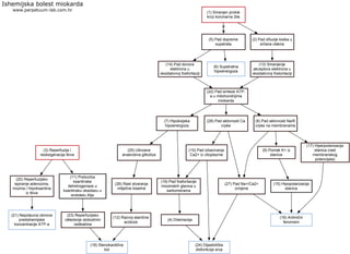 (1) Smanjen protok
kroz koronarne žile
Ishemijska bolest miokarda
www.perpetuum-lab.com.hr
(6) Supstratna
hipoenergoza
(2) Pad difuzije kisika u
srčana vlakna
(5) Pad dopreme
supstrata
(13) Smanjenje
akceptora elektrona u
oksidativnoj fostorilaciji
(22) Pad sinteze ATP-
a u mitohondrijima
miokarda
(14) Pad donora
elektrona u
oksidativnoj fosforilaciji
(7) Hipoksijska
hipoenergoza
(8) Pad aktivnosti Na/K
crpke na membranama
(28) Pad aktivnosti Ca
crpke
(9) Pomak K+ iz
stanice
(15) Hipopolarizacija
stanica
(17) Hiperpolarizacija
stanica (rast
membranskog
potencijala)
(16) Aritmični
fenomeni
(27) Pad Na+/Ca2+
izmjene
(24) Dijastolička
disfunkcija srca
(10) Pad izbacivanja
Ca2+ iz citoplazme
(19) Pad fosforilacije
miozinskih glavica u
sarkomerama
(4) Diskinezija
(25) Ubrzana
anaerobna glikoliza
(26) Rast stvaranja
mliječne kiseline
(12) Razvoj stanične
acidoze
(18) Stenokardična
bol
(3) Reperfuzija i
reoksigenacija tkiva
(11) Pretvorba
ksantinske
dehidrogenaze u
ksantinsku oksidazu u
endotelu žilja
(20) Reperfuzijsko
ispiranje adenozina,
inozina i hiipoksantina
iz tkiva
(21) Nepotpuna obnova
predishemijske
koncentracije ATP-a
(23) Reperfuzijsko
oštećenje slobodnim
radikalima
 