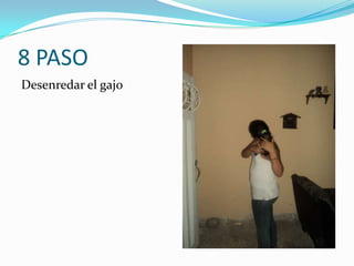 8 PASO
Desenredar el gajo
 
