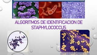 ALGORITMOS DE IDENTIFICACION DE
STAPHYLOCOCCUS
 