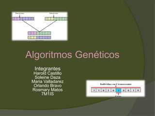 Algoritmos Genéticos
Integrantes
Harold Castillo
Soleine Daza
Maria Valladarez
Orlando Bravo
Rosmary Matos
7M1IS
 
