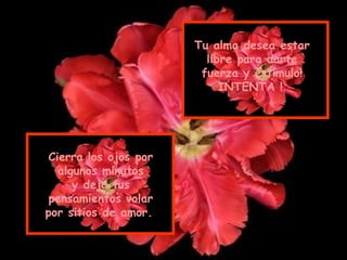 Tu alma desea estar
                         libre para darte
                        fuerza y estímulo!
                            INTENTA !




 Cierra los ojos por
   algunos minutos
      y deja tus
 pensamientos volar
por sitios de amor.
 