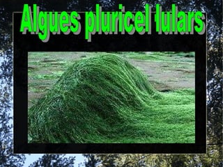Algues pluricel·lulars 