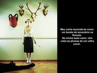 Meu canto esconde-se como  um bando de ianomânis na floresta.  Na minha testa caem, vêm colar-se plumas de um velho cocar.  