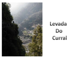 Levada Do Curral