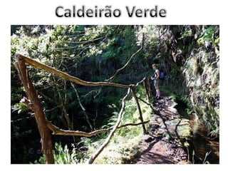 Caldeirão Verde
